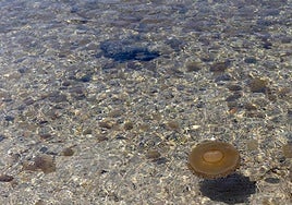 Aparición de medusas en las playas.