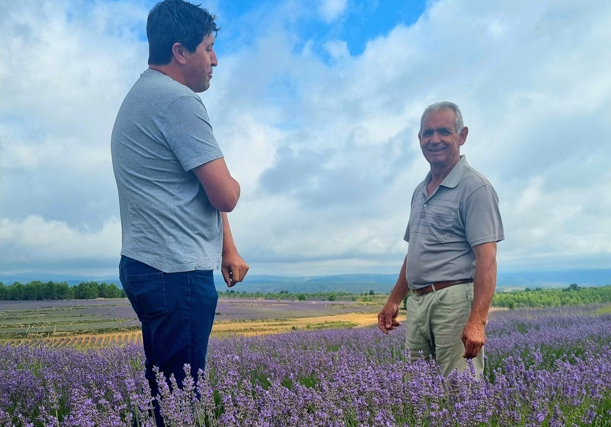 El empresario Blas Aparicio y Ángel Andrés, alcalde de Ademuz, en uno de los campos de lavanda.