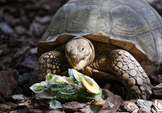 Tortuga se refresca con un helado.