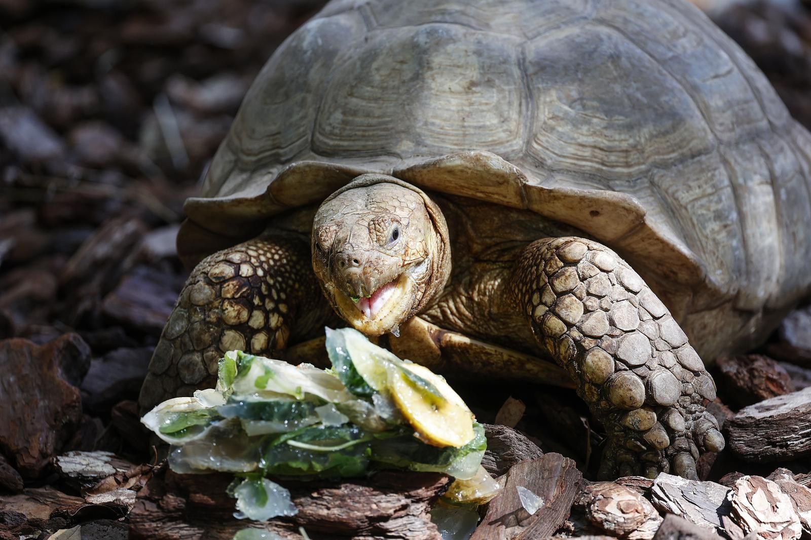 Helados gigantes, lluvia artificial y baños para los animales de Bioparc ante el calor