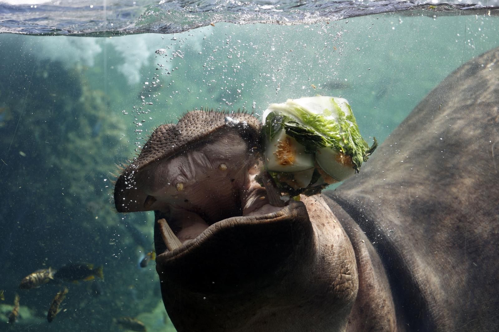 Helados gigantes, lluvia artificial y baños para los animales de Bioparc ante el calor