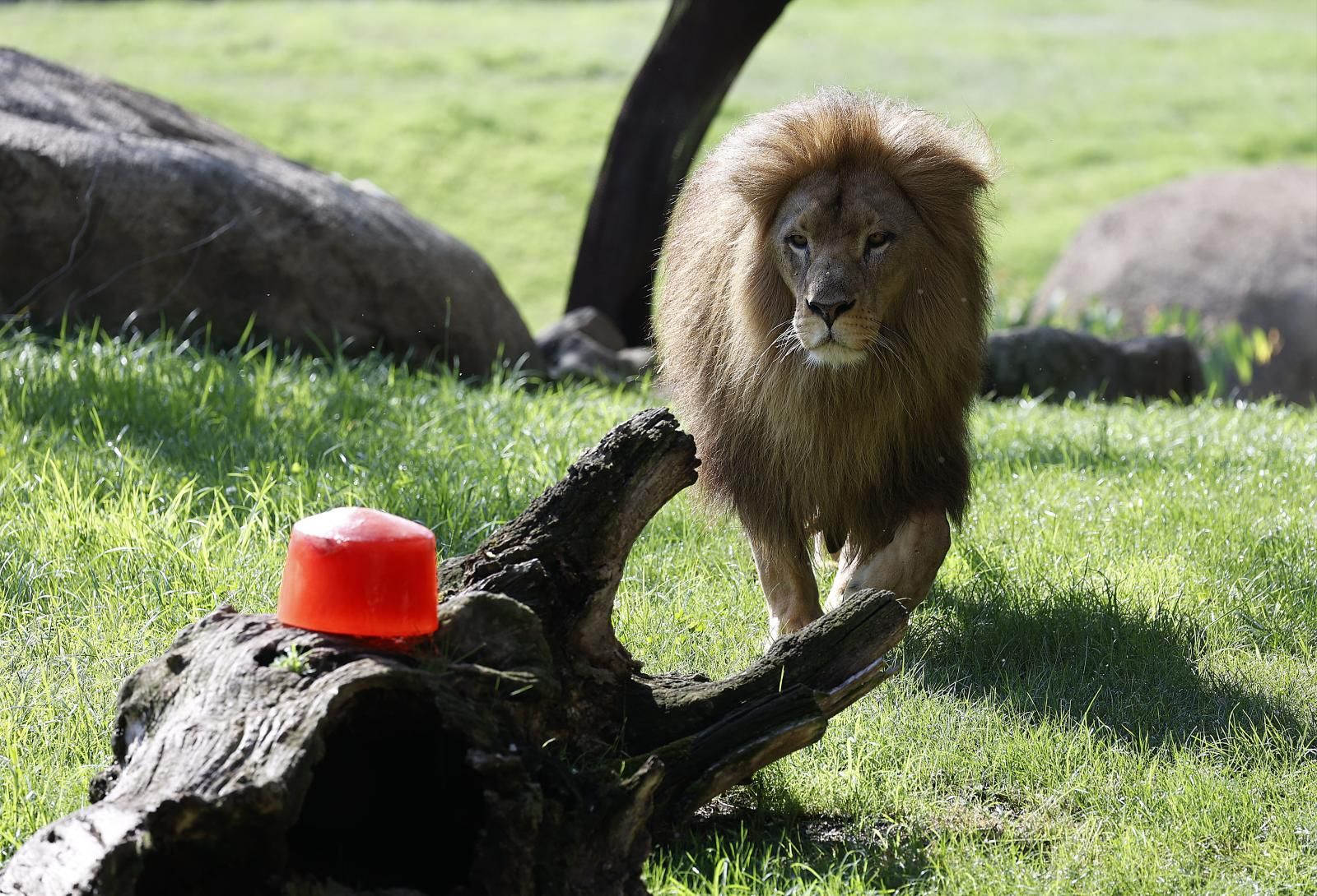 Helados gigantes, lluvia artificial y baños para los animales de Bioparc ante el calor