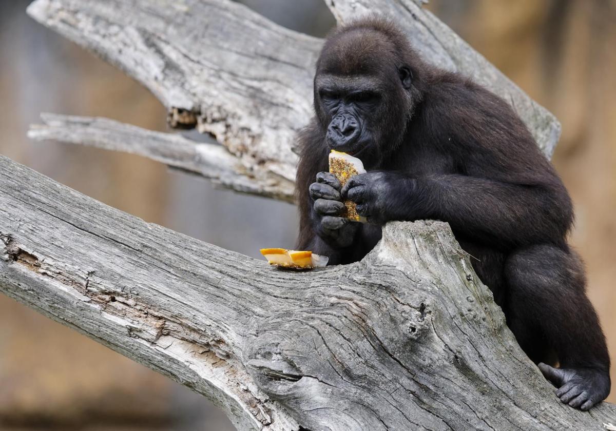 Helados gigantes, lluvia artificial y baños para los animales de Bioparc ante el calor