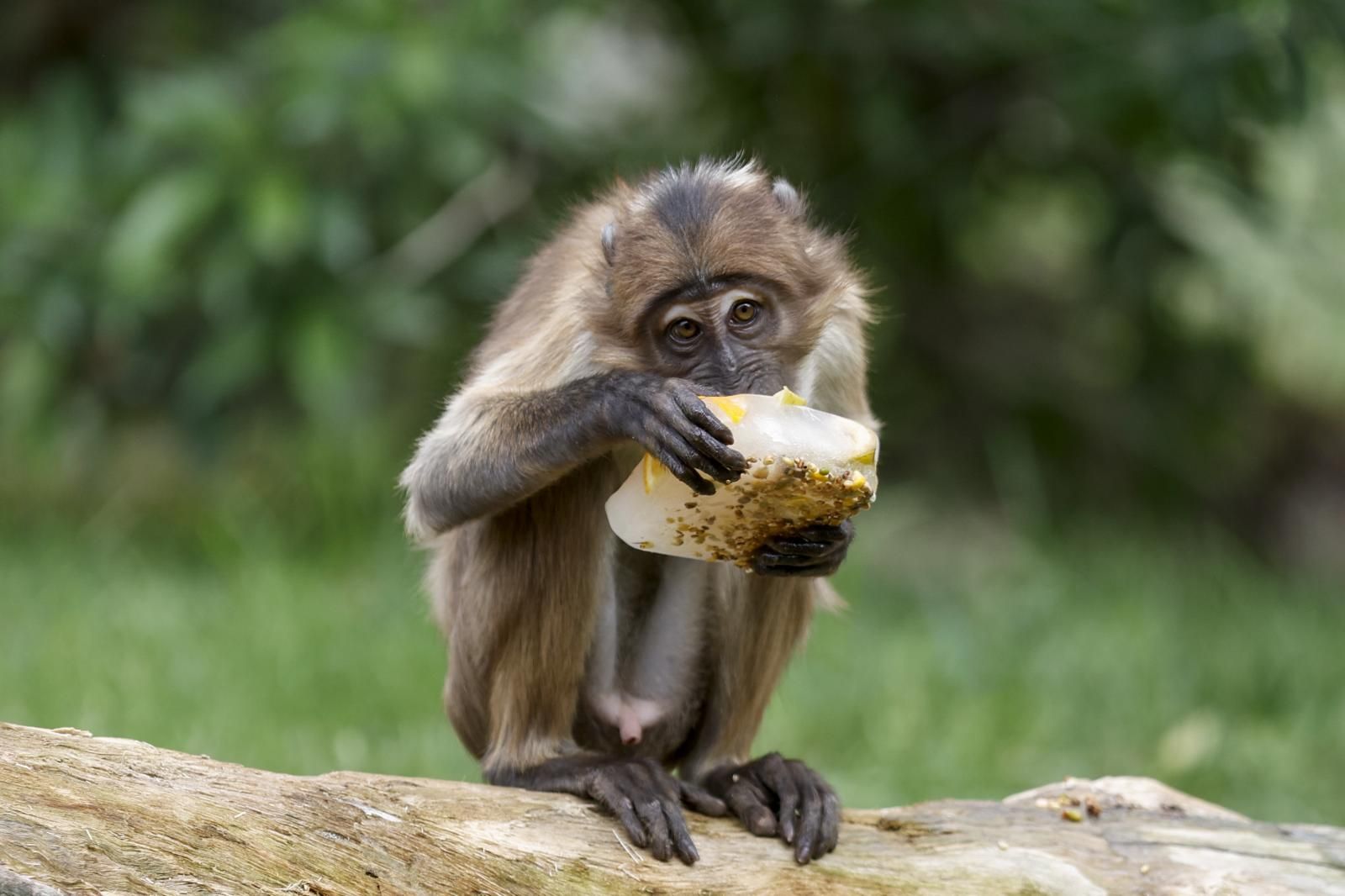 Helados gigantes, lluvia artificial y baños para los animales de Bioparc ante el calor