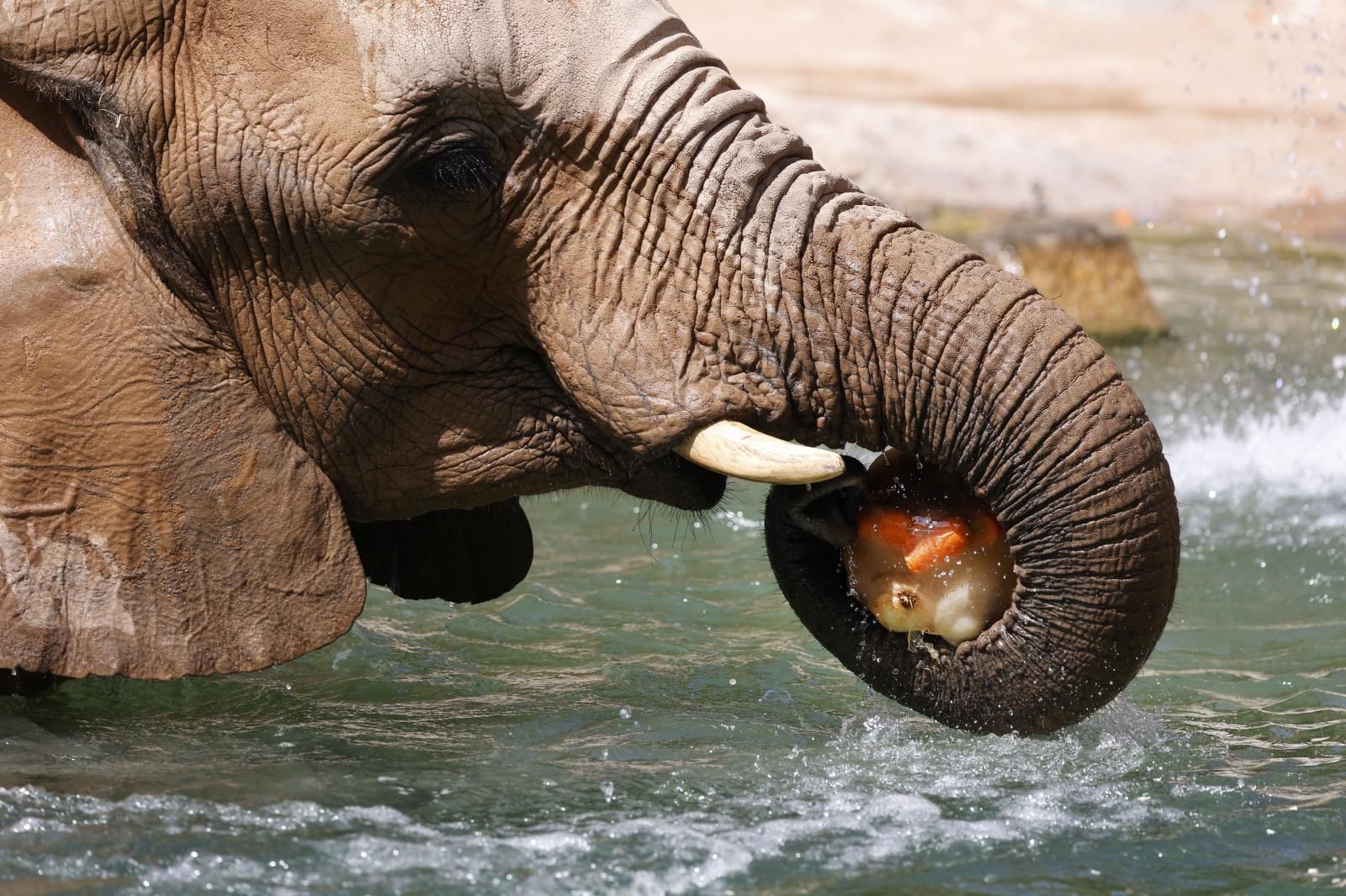 Helados gigantes, lluvia artificial y baños para los animales de Bioparc ante el calor