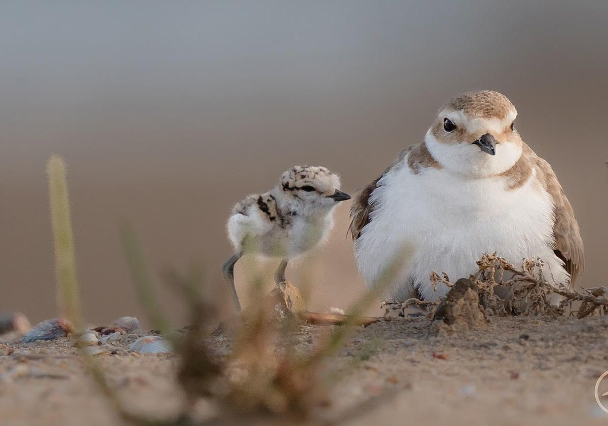 Imagen principal - Algunas de las especies de aves que se pueden avistar en la Albufera de Valencia.