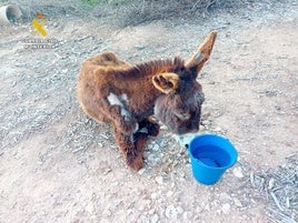 El animal que fue abandonado y finalmente falleció.