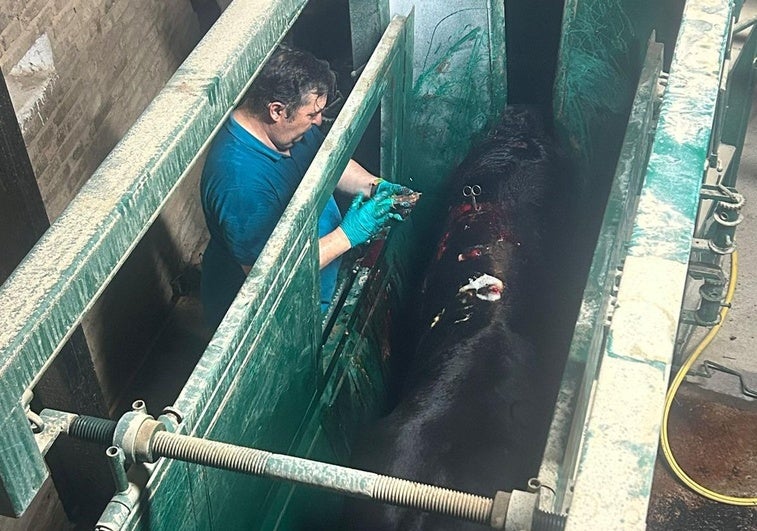 El toro, a su llegada al campo.