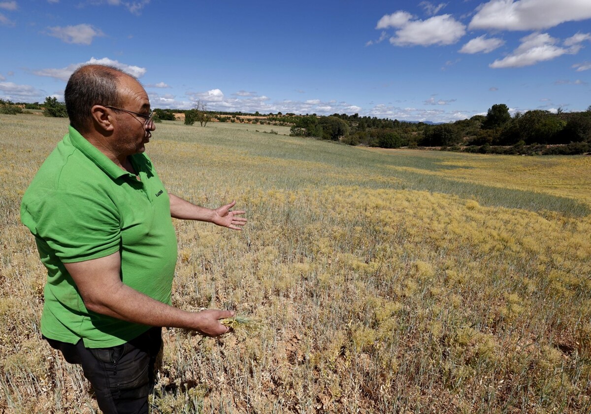 La sequía causa 250 millones en pérdidas a los agricultores 