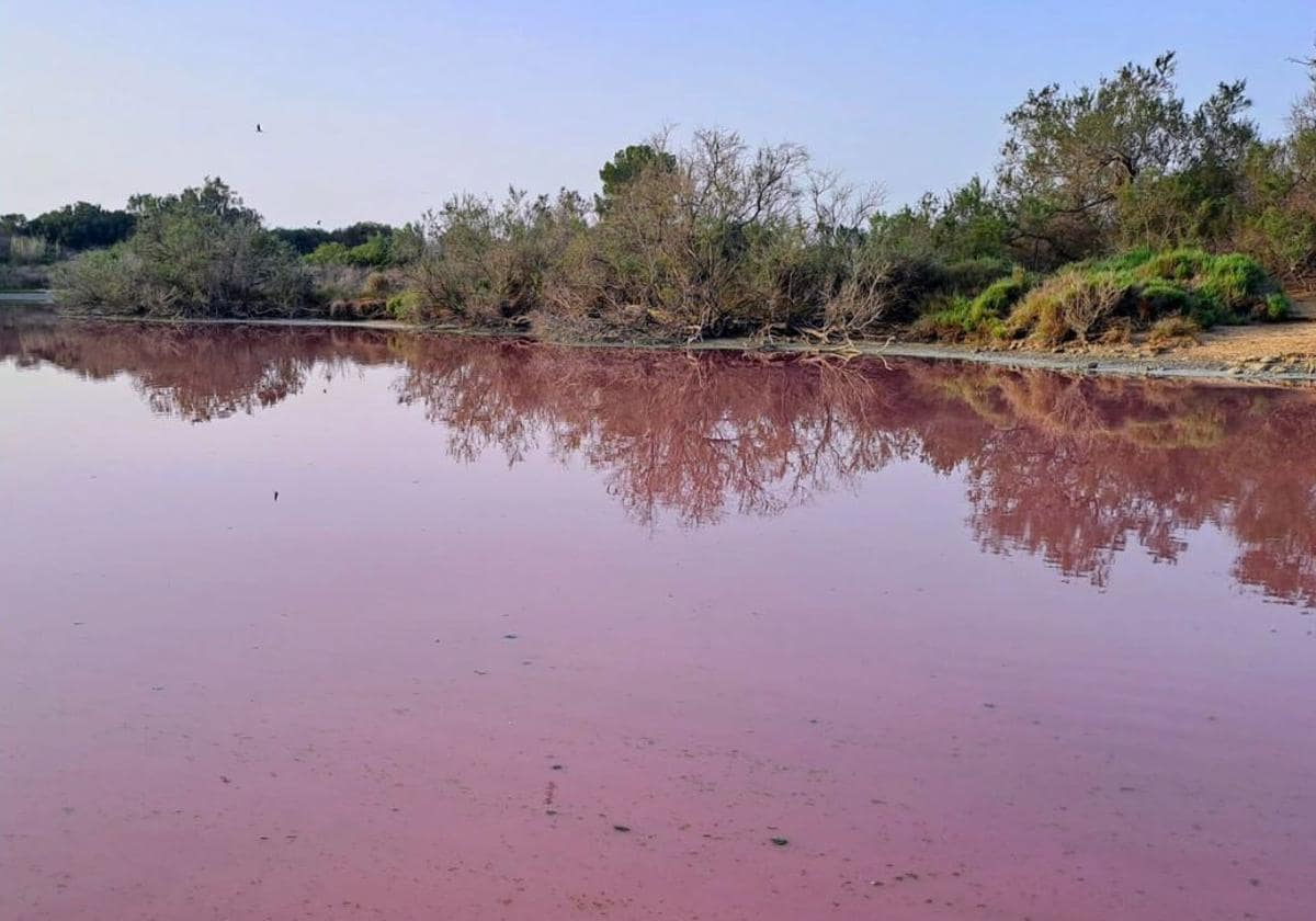 La Albufera vuelve a cambiar de color 