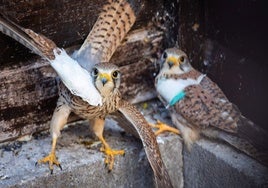 Dos aves en el centro de recuperación de fauna La Granja.