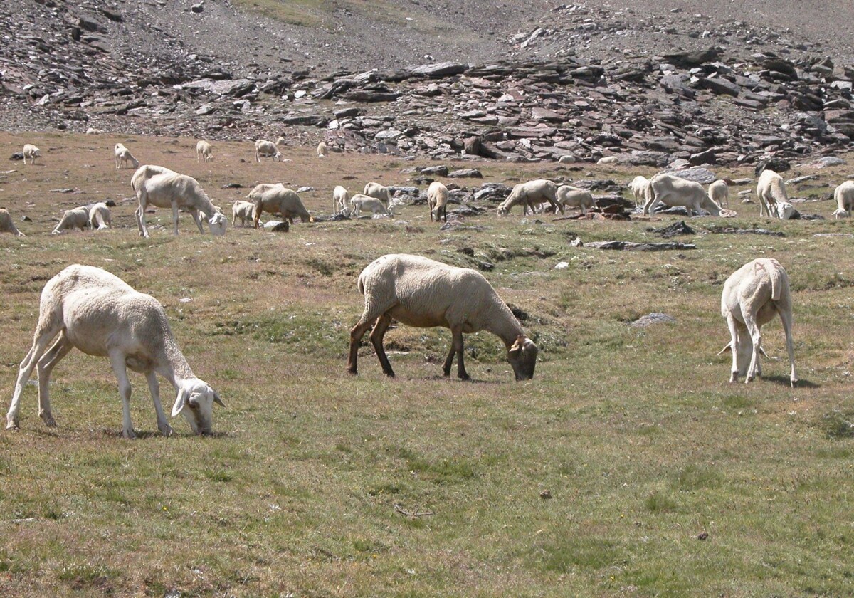 Agricultura enviará cisternas de agua para evitar la muerte del ganado por la sequía en la Comunitat 