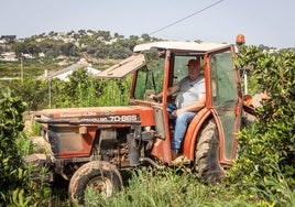 José España, apodado Corretja, en el tractor con el que trabaja en las 4,5 hectáreas de naranjos que posee en Alzira.