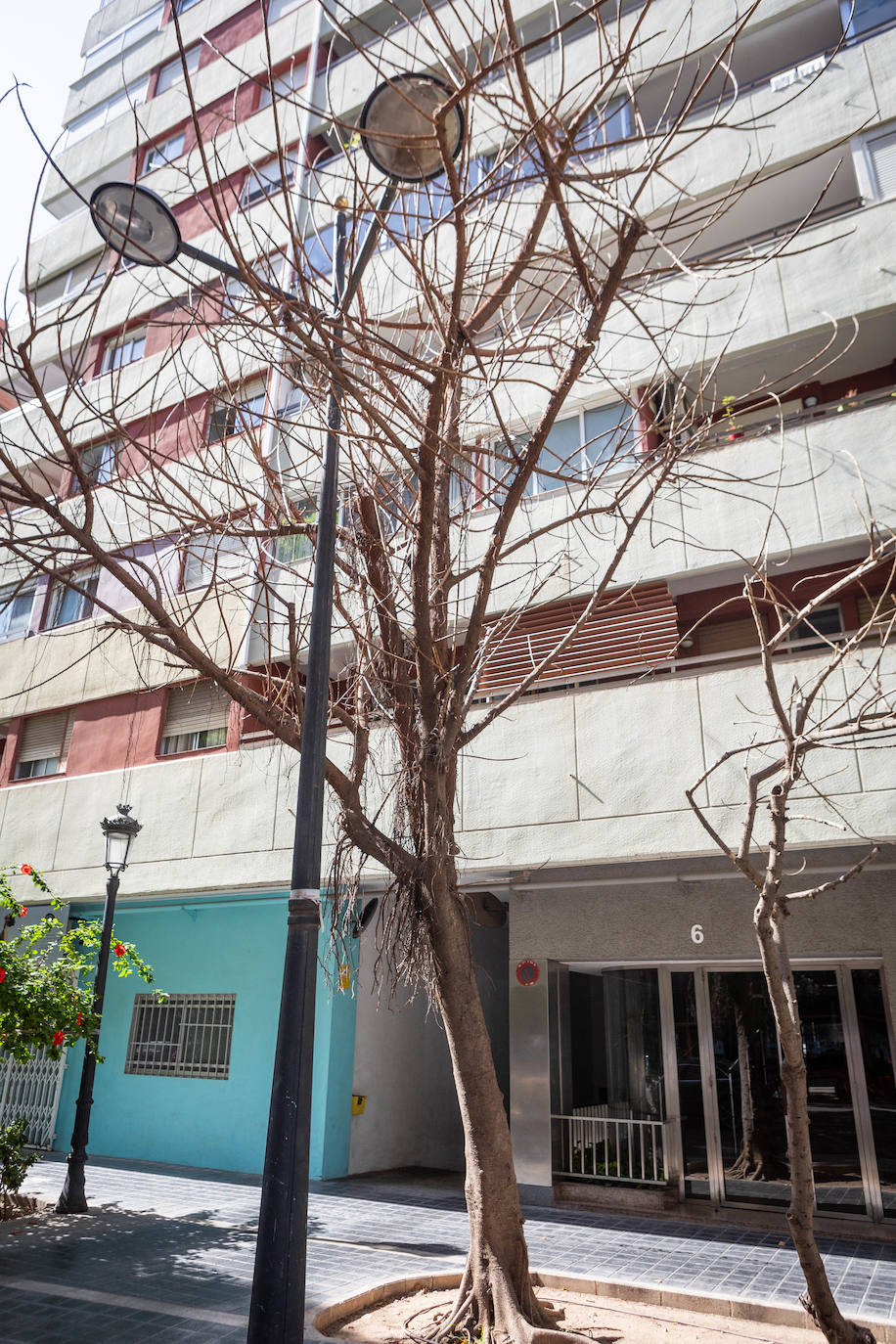 Fotos: Un ficus de Valencia «muere» tras una inyección de veneno