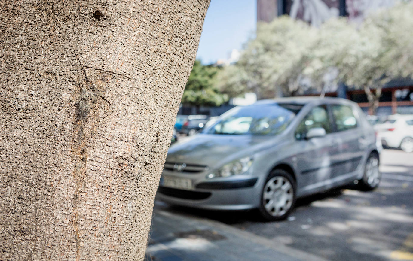 Fotos: Un ficus de Valencia «muere» tras una inyección de veneno