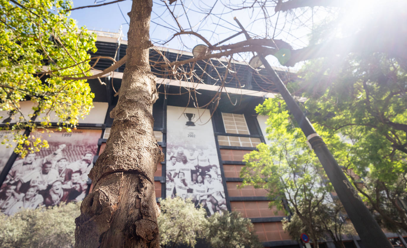 Fotos: Un ficus de Valencia «muere» tras una inyección de veneno