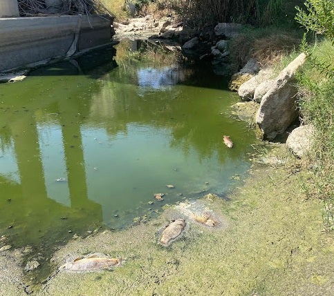 Peces muertos en el río Cáñoles a su paso por Xàtiva.