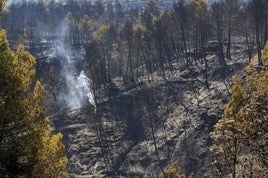 Vista general del terreno afectado por el incendio forestal de Benasau