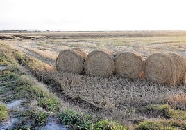 Paja del arroz amontonada en un campo.