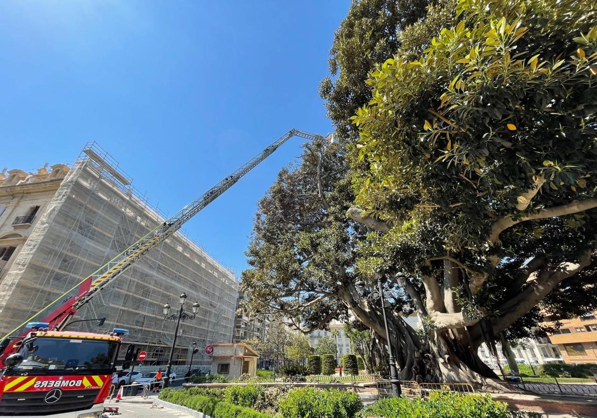 Reciente poda del ficus del Parterre de Valencia.