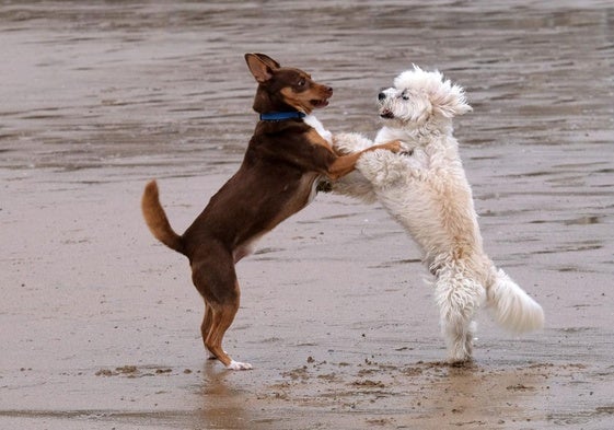 Dos perros juegan en la playa.