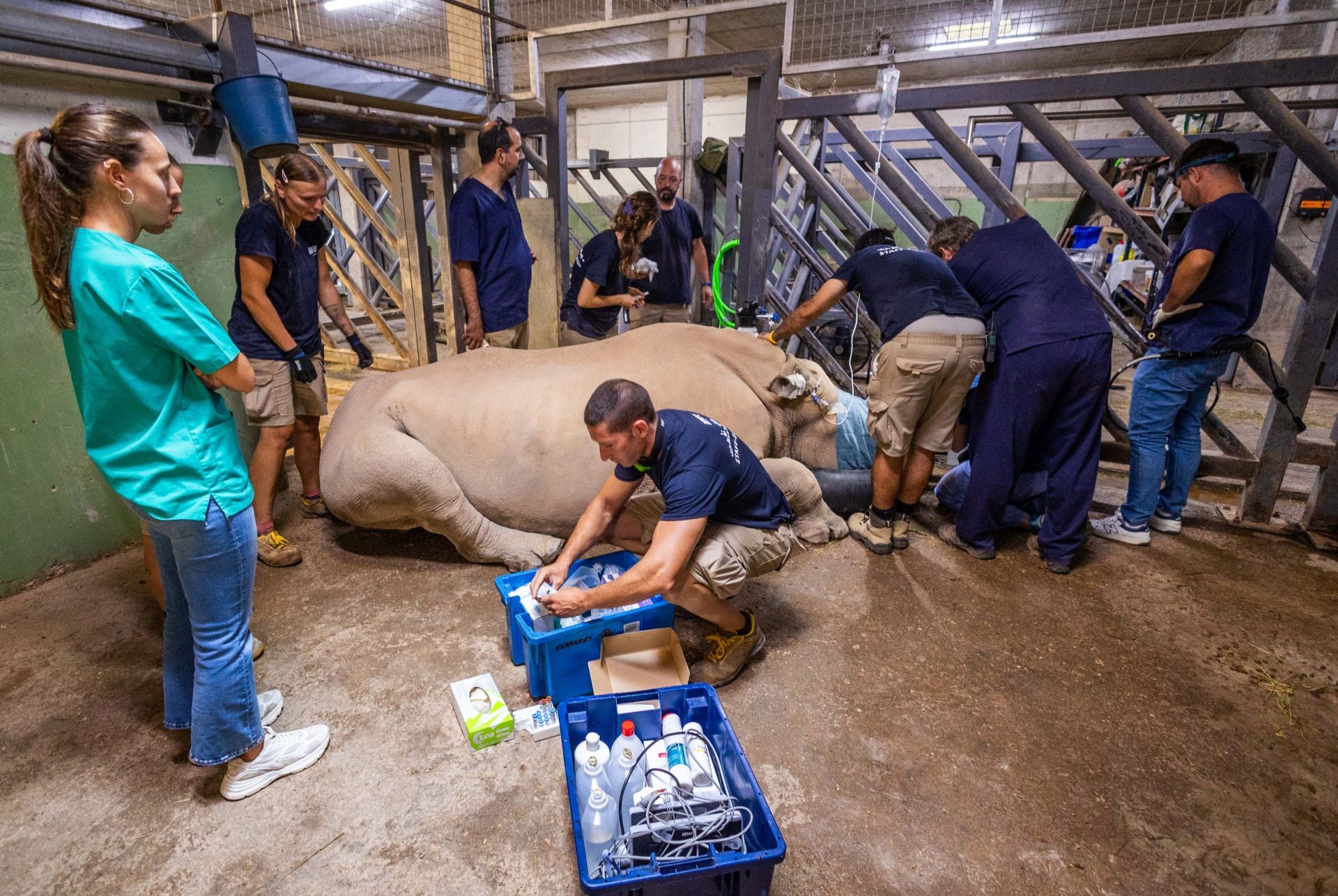 Un equipo de veterinarios arregla las muelas de una rinoceronta en el Bioparc