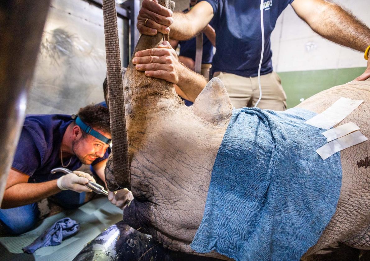 Un equipo de veterinarios arregla las muelas de una rinoceronta en el Bioparc