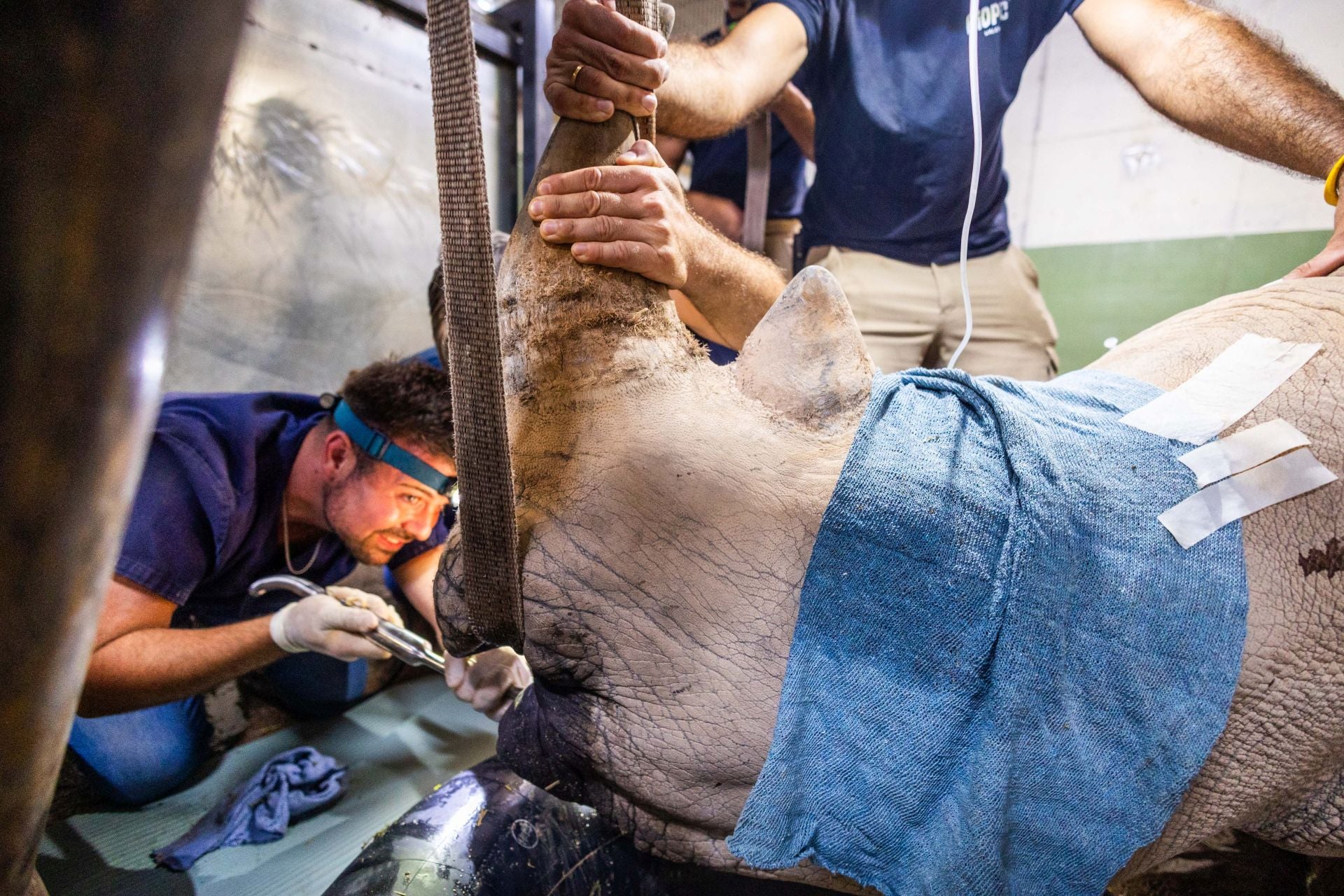 Un equipo de veterinarios arregla las muelas de una rinoceronta en el Bioparc