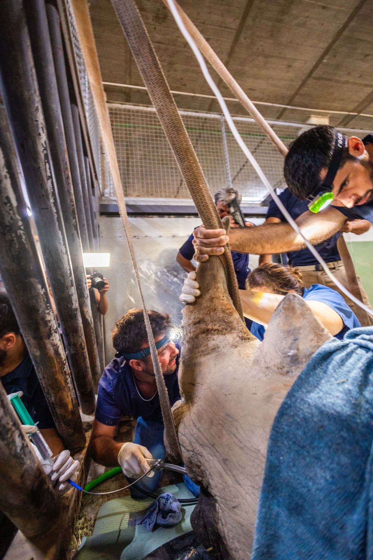 Un equipo de veterinarios arregla las muelas de una rinoceronta en el Bioparc