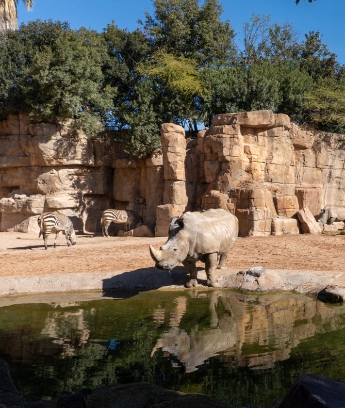 Imagen secundaria 2 - El dolor de muelas de Ami, la rinoceronta del Bioparc