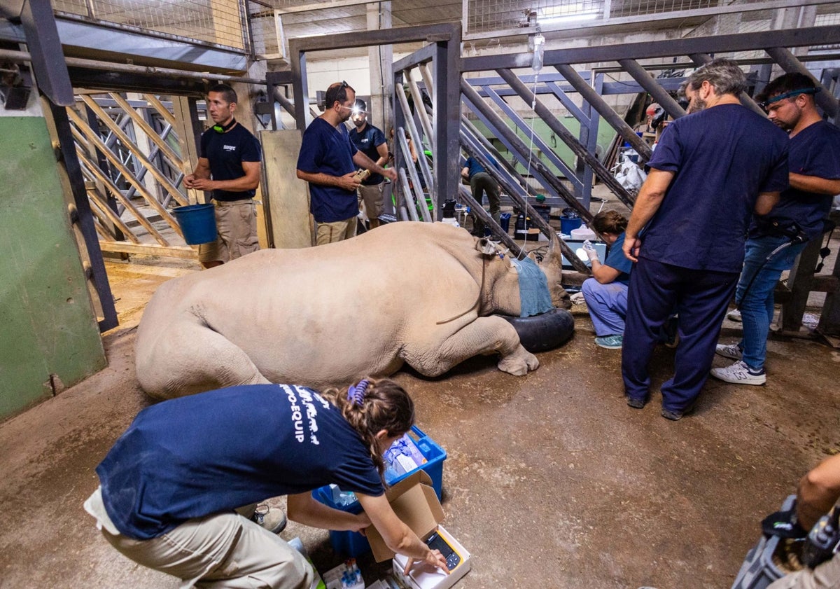 Imagen principal - El dolor de muelas de Ami, la rinoceronta del Bioparc