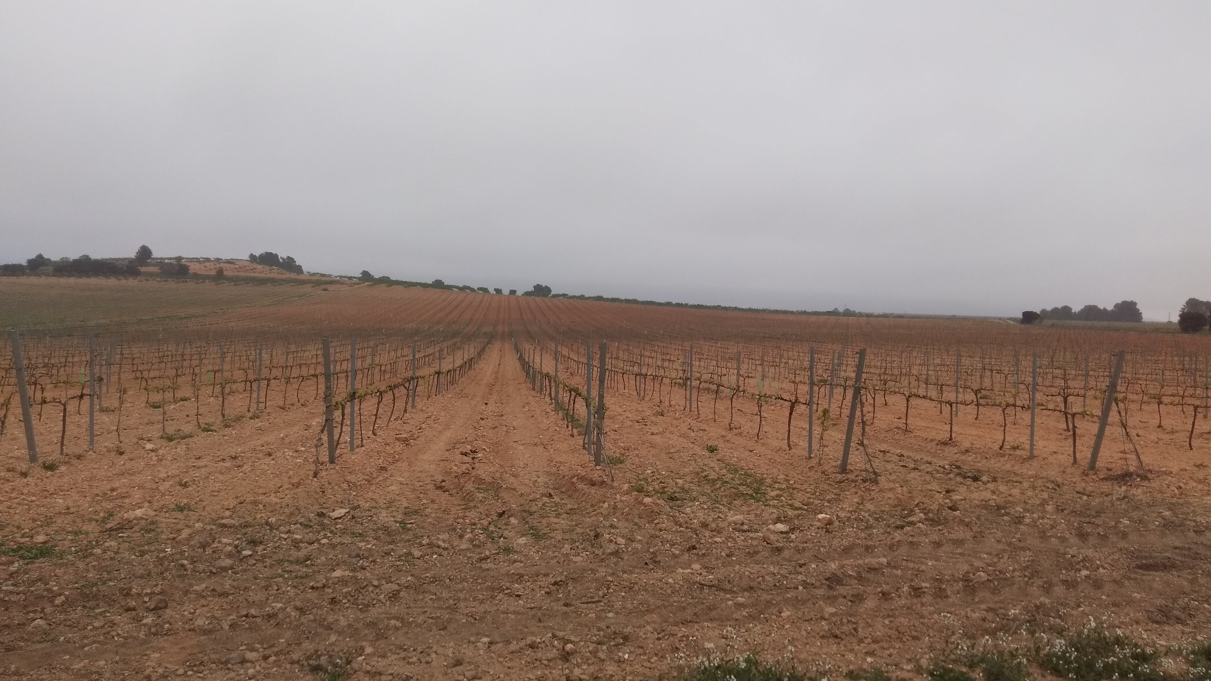 Viñedos en un campo de Terres dels Alforins.