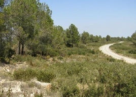 Estado del área de cortafuegos Losa Varea.
