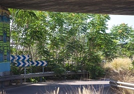 Imagen donde se aprecia el nivel de crecimiento de algunas de las plantas que rodean el ramal de acceso, en Xirivella.