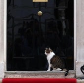 Un estudio desvela dónde van los gatos cuando se escapan