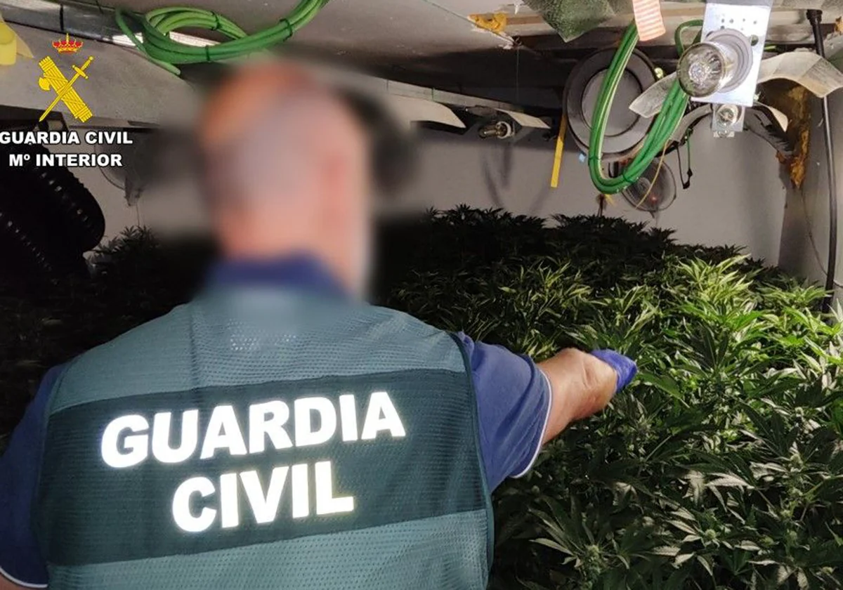 Desmantelada una plantación de marihuana ‘indoor’ en un chalé de Calp 