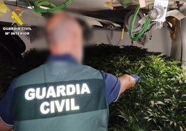 Uno de los agentes de la Benemérita junto a las plantas de marihuana.