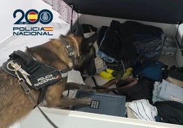 Perro durante el operativo.