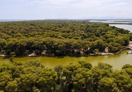 Zona boscosa de El Saler que separa la playa y la Albufera.