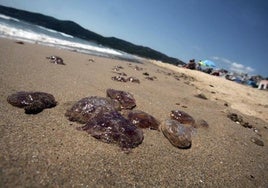 Medusas sobre la arena de una playa en el Mediterráneo español.