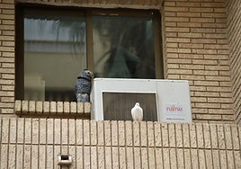 Figura de un buho instalada en un balcón de Benimaclet para tratar de espantar a las palomas.