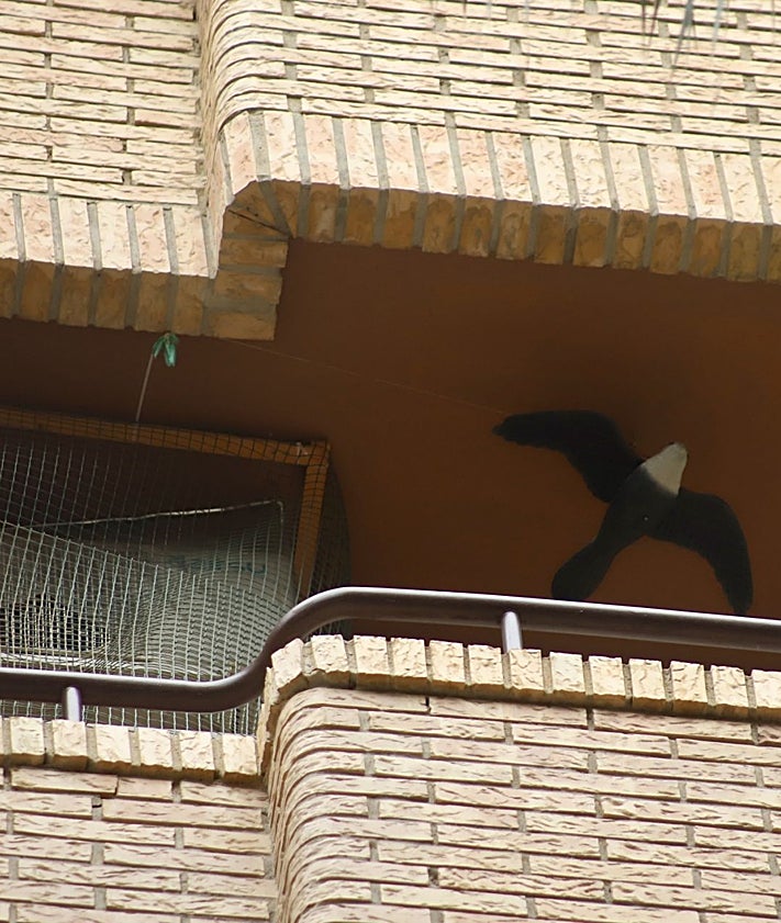 Imagen secundaria 2 - Redes instaladas por los vecinos en los balcones y figura que simula un halcón, en Benimaclet.