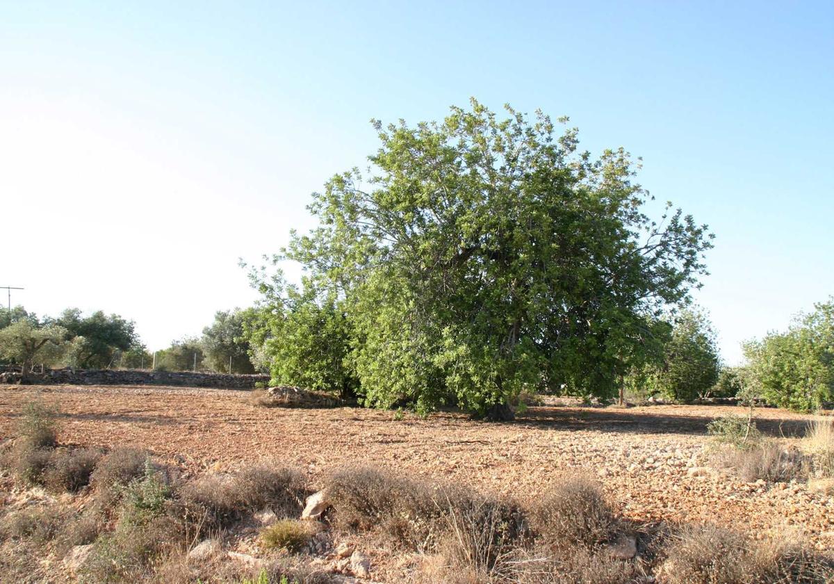 Cultivo de algarrobo en la Comunitat.