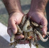 La advertencia de un pescador sobre los langostinos y el detalle a tener en cuenta al comprarlos en el supermercado