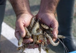 Un pescador sostiene los langostinos recién pescados.