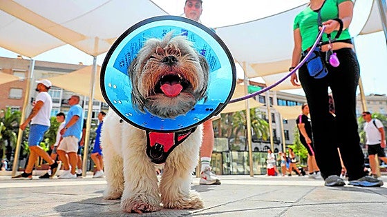 El seguro de salud para mascotas que impulsa el Consell cubrirá vacunas, cirugías y accidentes