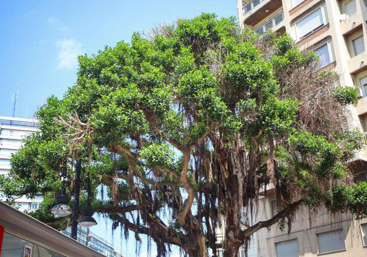 El milagro del ficus de plaza de España