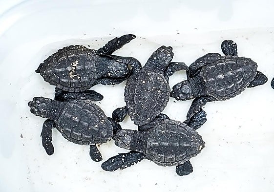 Cinco de los diez neonatos.