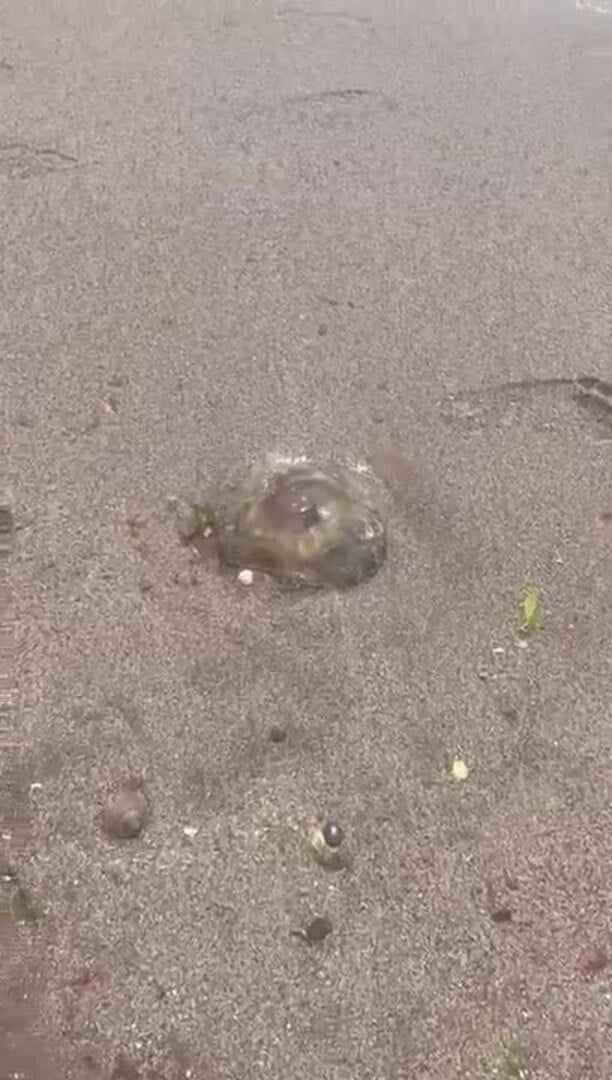 Las medusas invaden la playa del Puig