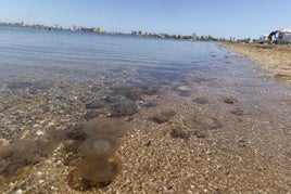 Medusas flotando en la orilla